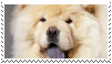 close up of the face of a white chow chow