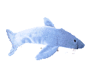 a beanie baby shark swimming in a circle